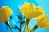 OENOTHERA BIENNIS, EVENING PRIMROSE