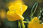 OENOTHERA BIENNIS, EVENING PRIMROSE