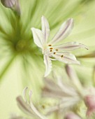 AGAPANTHUS, AGAPANTHUS