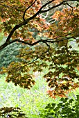 ACER PALMATUM, JAPANESE MAPLE