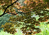 ACER PALMATUM, JAPANESE MAPLE