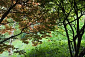 ACER PALMATUM, JAPANESE MAPLE