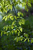 QUERCUS CANARIENSIS, OAK - ALGERIAN, ALGERIAN OAK