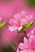 RHODODENDRON, AZALEA