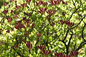 RHODODENDRON, AZALEA