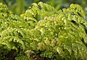 ADIANTUM RADDIANUM, FERN - MAIDENHAIR FERN