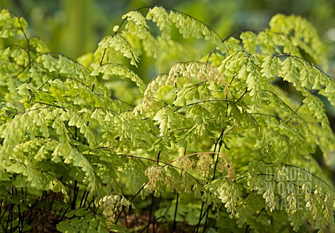 ADIANTUM_RADDIANUM_FERN__MAIDENHAIR_FERN