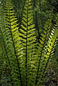 DRYOPTERIS WALLICHIANA, FERN - WALLICH’S WOOD FERN