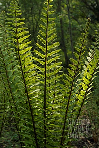 DRYOPTERIS_WALLICHIANA_FERN__WALLICHS_WOOD_FERN