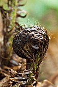 HAIRY ENCASED UNFURLING FERN FROND