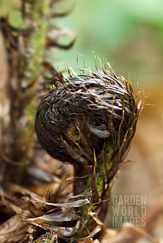 HAIRY_ENCASED_UNFURLING_FERN_FROND