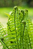 MATTEUCCIA STRUTHIOPTERIS, FERN - OSTRICH FERN, SHUTTLECOCK FERN