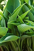 HOSTA, HOSTA