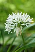 ALLIUM URSINUM, WILD GARLIC, RAMSONS