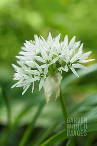 ALLIUM_URSINUM_WILD_GARLIC_RAMSONS