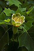 LIRIODENDRON TULIPIFERA, TULIP TREE