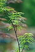 ACER PALMATUM DISSECTUM, JAPANESE MAPLE