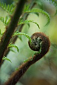 DICKSONIA ANTARTICA, FERN - TREE FERN