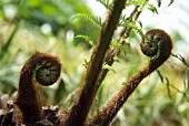 DICKSONIA ANTARTICA, FERN - TREE FERN