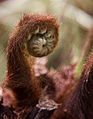 DICKSONIA ANTARTICA, FERN - TREE FERN