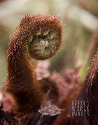 DICKSONIA_ANTARTICA_FERN__TREE_FERN