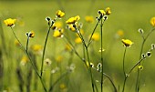 RANUNCULUS ACRIS, BUTTERCUP