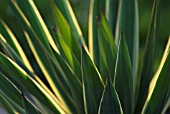 YUCCA GLORIOSA, YUCCA