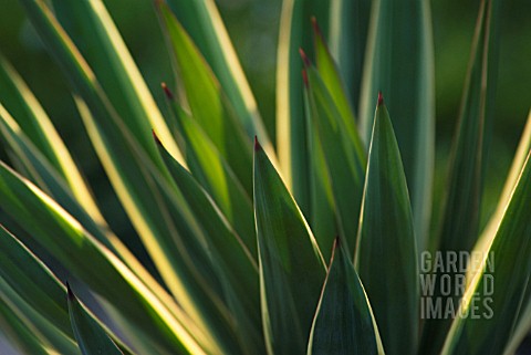 YUCCA_GLORIOSA_YUCCA