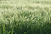 HORDEUM JUBATUM, BARLEY