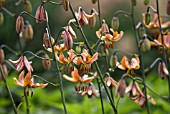 LILIUM MARTAGON, LILY - TURKSCAP LILY