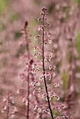 HEUCHERA ‘CHOCOLATE RUFFLES’, CORAL BELLS, CORAL FLOWER