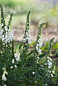 DIGITALIS PURPUREA ALBIFLORA, FOXGLOVE