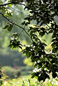 CORNUS KOUSA, DOGWOOD - FLOWERING DOGWOOD