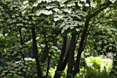 CORNUS KOUSA, DOGWOOD - FLOWERING DOGWOOD