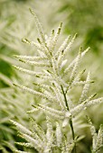 ARUNCUS DIOICUS VAR. KAMTSCHATICUS, RUSSIAN GOAT’S BEARD