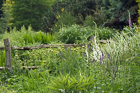 DIGITALIS_PURPUREA_ALBIFLORA_FOXGLOVE