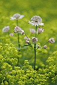 ASTRANTIA MAJOR, ASTRANTIA, MASTERWORT