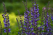 SALVIA PRATENSIS ‘TENOREI’, SALVIA