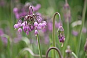 ALLIUM CERNUUM, ALLIUM