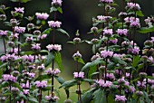 PHLOMOS TUBEROSA ‘AMAZON’, PHLOMIS