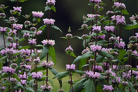 PHLOMOS_TUBEROSA_AMAZON_PHLOMIS