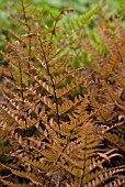 DRYOPTERIS ERYTHROSORA, JAPANESE SHIELD FERN, AUTUMN FERN