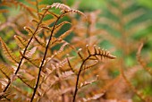 DRYOPTERIS ERYTHROSORA, JAPANESE SHIELD FERN, AUTUMN FERN