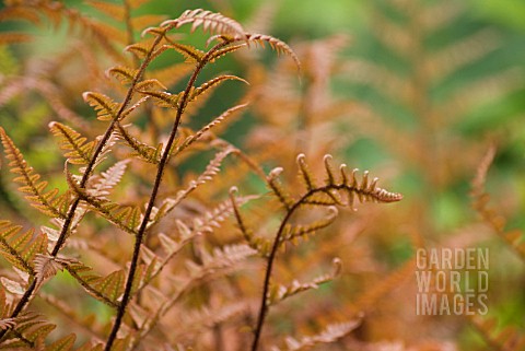 DRYOPTERIS_ERYTHROSORA_JAPANESE_SHIELD_FERN_AUTUMN_FERN