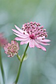 ASTRANTIA MAJOR ‘ROMA’, ASTRANTIA, MASTERWORT