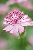 ASTRANTIA MAJOR ‘ROMA’, ASTRANTIA, MASTERWORT