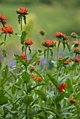 LYCHNIS CHALCEDONICA, MALTESE CROSS