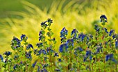 CORYDALIS ELATA ‘BLUE SUMMIT’, CORYDALIS