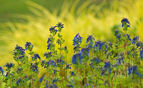 CORYDALIS_ELATA_BLUE_SUMMIT_CORYDALIS