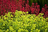 ALCHEMILLA MOLLIS, LADYS MANTLE